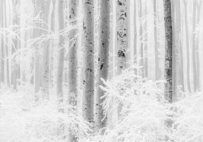 R4-043 - Image 2
