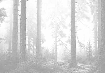 13908 - Image 2
