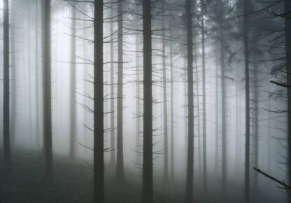 13916 - Image 2