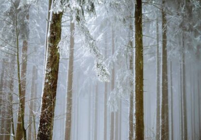 13919 - Image 2