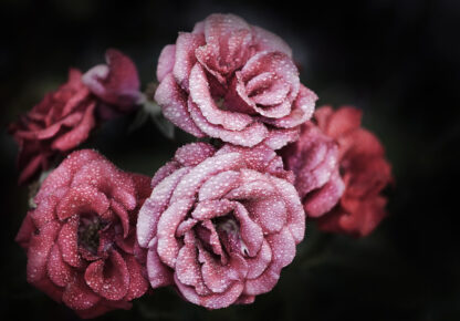 13966 - Image 2