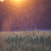 13917 - Image 2