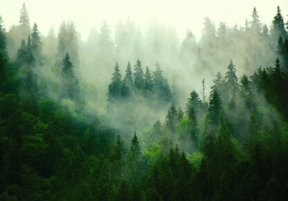 14210 - Image 2