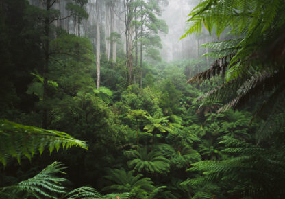 14401 - Image 2