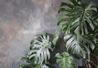14551 - Image 2