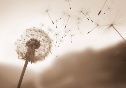 14708 - Image 3