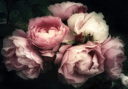 13298 - Image 2