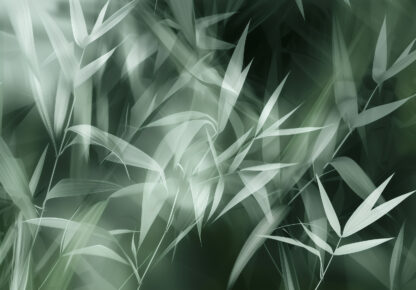 15524 - Image 2