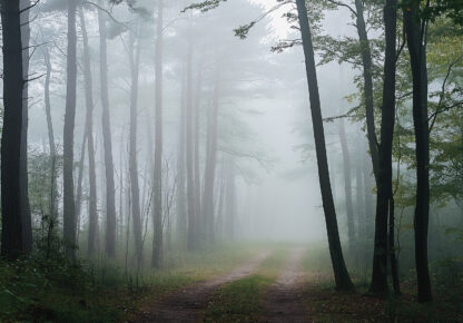 15538 - Image 2