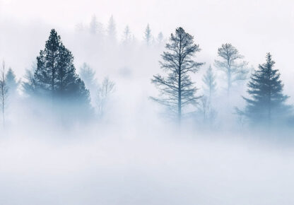 15574 - Image 2